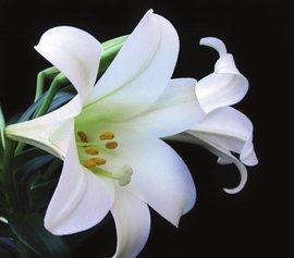 百合